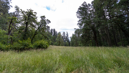 Obraz premium Eugene Oregon Meadow in a Forest