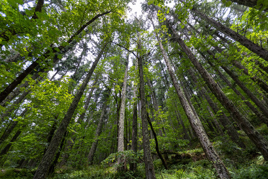 Eugene Oregon Trees, Hiking in Eugene Forest