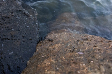 Crab in San Diego, California