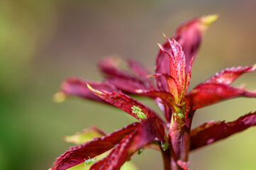 Fresh growth on a rose bush covered with green aphids, causing damage in a spring garden on a sunny day
