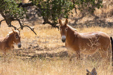 Herd of Mules Under Oak Trees in California