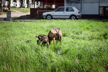 Two brown of goats standing in a field full of green grass, in summer, in Morovic, Voivodina, the most rural and agricultural spot of Serbia...