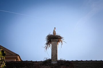 Stork bird standing on its wooden nest, installed on an old chimney on a house building, during a sunny afternoon in Serbia, Balkans, Southeastern Europe....
