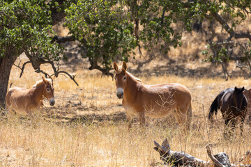 Mule in a Field