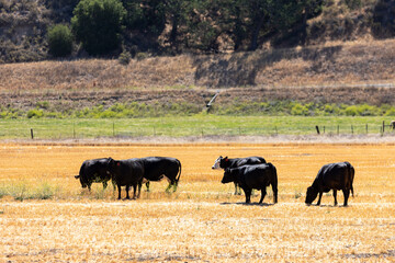 Cows Grazing on Short Grass Field, Conventional Cattle Management