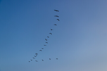 Pelicans flying in a v formation over the beach