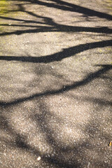 アスファルトにさす木の葉の影
