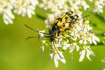 Spotted Longhorn, Rutpela maculata, mating time
