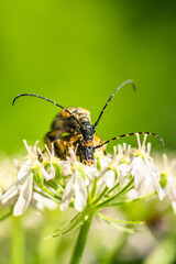 Spotted Longhorn, Rutpela maculata, mating time