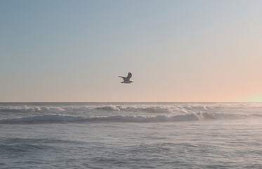 Fototapeta premium El agua más azul, la arena más blanca, los árboles más verdes. Las gaviotas son divertidas de ver. Nuestras fotos de la playa son el complemento perfecto para la decoración de su hogar u oficina: trai