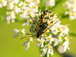 Spotted Longhorn, Rutpela maculata, mating time
