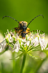 Spotted Longhorn, Rutpela maculata, mating time