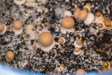 mushroom mycelium. Growing and collecting champignons.Brown mushrooms.Growing mushrooms at home.Brown many champignons background.Source of vegetable protein.Mushroom growth at home
