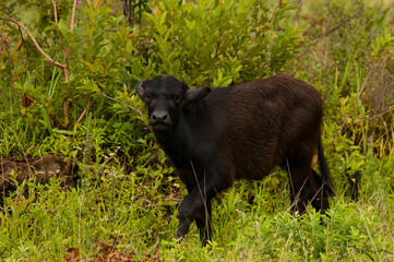 an African buffalo calf