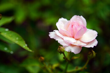 pink rose in garden