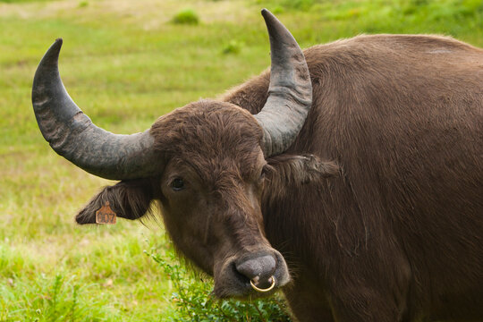 brown african buffalo with long horns