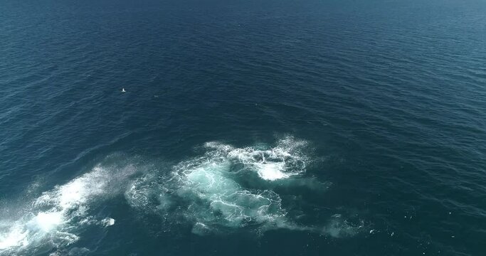 Humpback whale with calf, mexico.