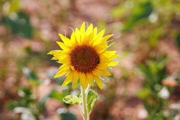 bee in sunflower