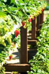Fresh organic healthy strawberries strawberry plants growing in the sun