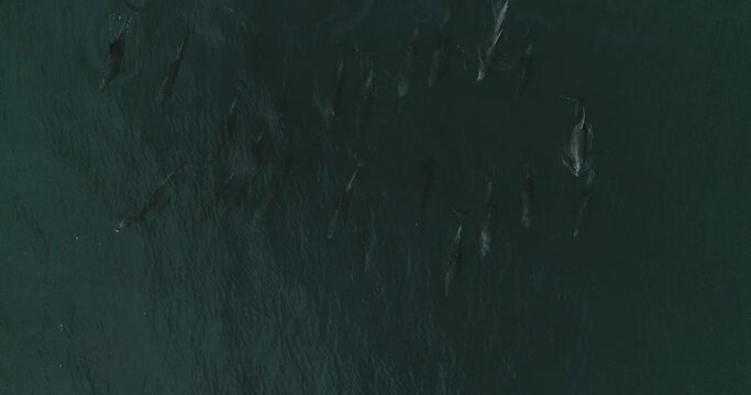 Pod of Dolphins aerial view.