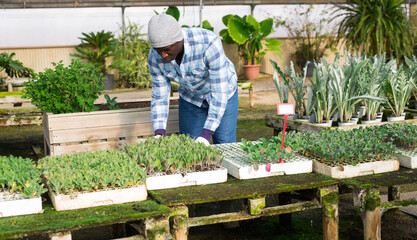Male greenhouse worker carries a box of basil sprouts in his hands