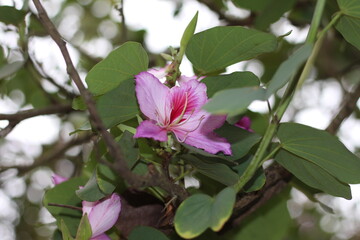 Obraz premium Bela flor entre as folhas verdes, bela flor no galho das árvores
