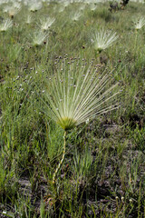 syngonanthus, a plant that forms a bouquet