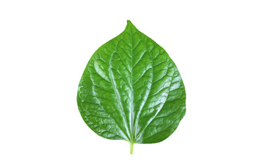 Isolated fresh and green betel leaf with clipping paths.