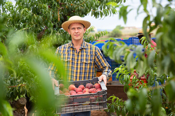 European man in hat standing and holding crate full of ripe peaches. His African-american co-worker standing in backround.
