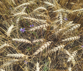 Ears of mature wheat.