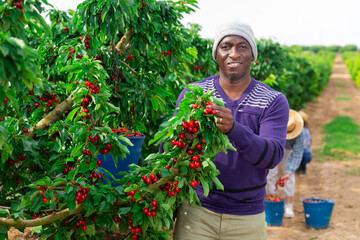 Afro american man farmer picking red cherries with team of workers in fruit garden