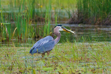 Great Blue Heron Fishing in the Shallows