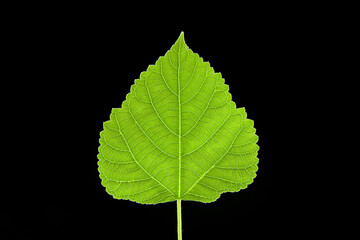  a green leaf isolated on black background