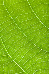 close up green leaf texture background