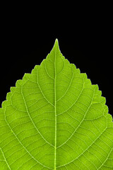 close up green leaf texture on black background