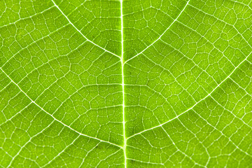 close up green leaf texture background
