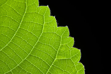 close up green leaf texture on black background