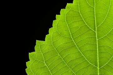 close up green leaf texture on black background