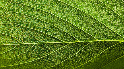 close up green leaf texture background