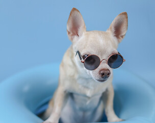 brown short hair chihuahua dog wearing sunglasses, standing  in blue swimming ring on blue background.