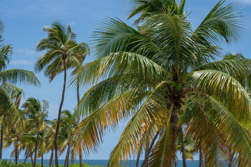 Beautiful group of Palm Trees over  blue skies in South Beach, Miami