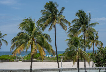 Fototapeta na wymiar Group of beautiful palm trees on the Ocean drive in South Beach, Florida