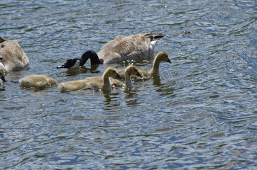 Canada Geese Family in the Water
