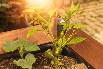 Chilli plants growing in the raised bed garden.High quality photo.