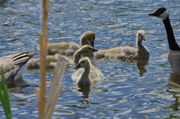Canada Geese Family in the Water