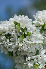 Tree Blossoms in the Spring