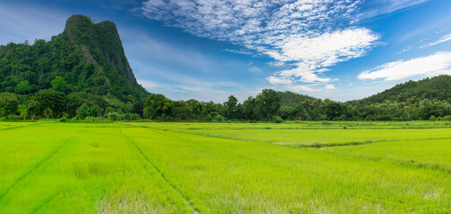 Green lush rice fields with mountain and blue sky on background. Landscape and tranquility concept.