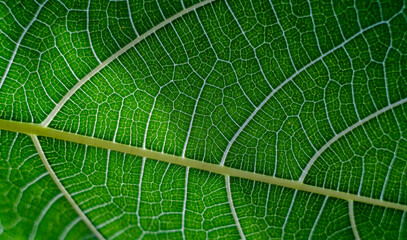 Closeup of green leaves and textures for background and copy space.