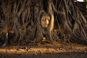 Statue stone head of Buddha in banyan tree roots at Ayuthaya the ancient city of Thailand.
