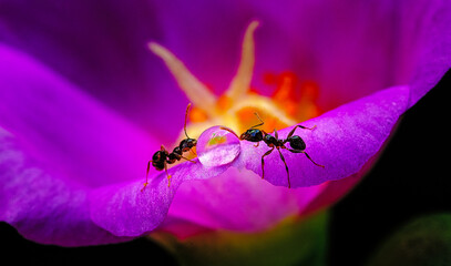 Closeup of tiny ants drinking nectar from colorful purslane flower. Nature concept.